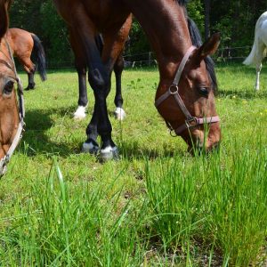 Pferde beim grasen_web