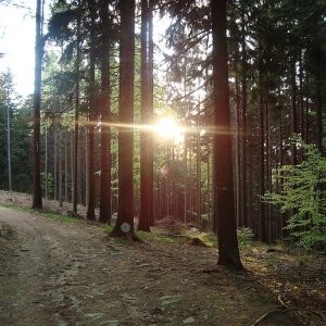 Wald im Sonnenlicht